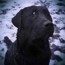 Labrador <3