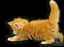 Lubię rude kotki :]