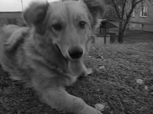 Rudi kochane psisko <3