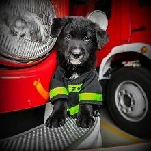 Psiak Strażak !!! ;*