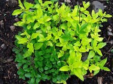 Moc ziół po włosku – oregano i majeranek