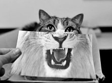 UWAGA! groźny kotek