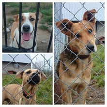 Do schroniska w Korabiewicach przybyły trzy psy.