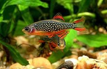 galaxy rasbora