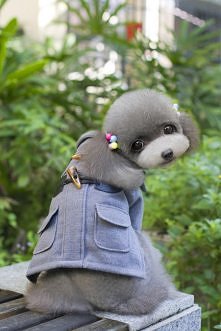 Ubranko dla pieska:)
Kurtka...