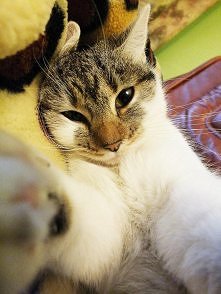 moja Tosia ^^ stwierdzam że Tosia to teraz najpopularniejsze imię dla zwierząt ( bez znaczenia jakich)