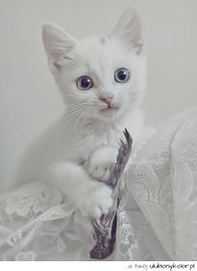 śliczny biały kotek