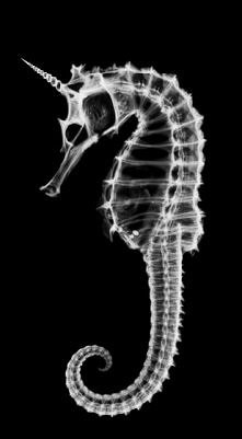 Seahorse-Unicorn