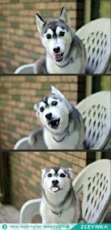 Uwielbiam tego psa :D