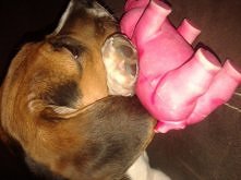 pig time :) 

W komentarzu ...