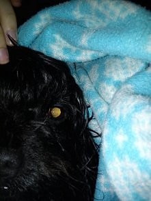 Bo najlepsze co może być to zwierzak w roli przyjaciela.