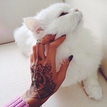 ale słodki kociak :):)