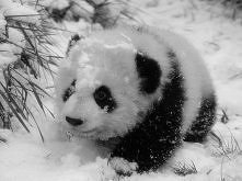 panda <3