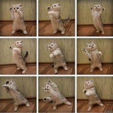 kocie kung-fu :D