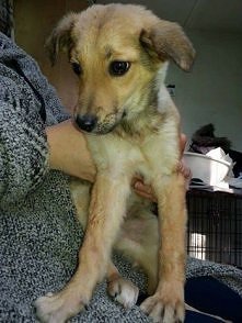 MALEŃSTWO CZEKA NA DOM..
Kylie została znaleziona dzisiaj nad ranem w podwarszawskiej Wildze. Była wyziębiona, trzęsła się z zimna i popiskiwała z przerażenia. Od razu wtuliła s...