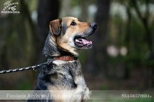 ŚWIDER CZEKA NA DOM..
Świder to ok. 7 letni pies, znaleziony nad rzeką o tej samej nazwie.
Jest to wesoły i kontaktowy olbrzym, który uwielbia spacery, ładnie chodzi na smyczy i...