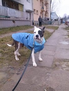 KOCHANA AMSTAFFKA CZEKA PILNIE NA DOM.
Cześć wszystkim! Wabię się Kaja, jestem 8 letnią sunią w typie amstaffa. No właśnie… Niby rasa pożądana przez tylu ludzi. Wydaje się, że p...