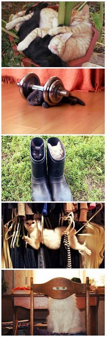 Koty potrafią być bardzo urocze i zabawne;)