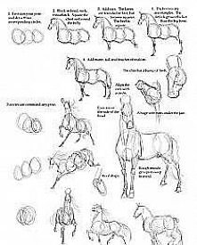 niektórzy kochają konie ...są tu tacy ?