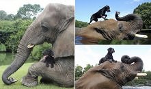 Bubbles i Bella. Co niecodziennego jest w ich przyjaźni?