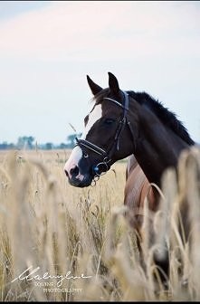 piękny , prawda ?
fot. Patr...