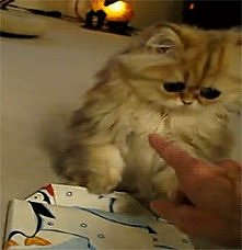 sweet cat