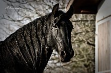 Piękny koń Fryzyjski...♥