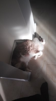 Moj ragdoll :)) 
wbrew temu co mowia hodowcy iz ragdolle to bardzo spokojne koty-oczywiscie jest to prawda, czasem az za spokojne- ale dopiero jak skoncza 1,5 roku przynajmniej ...
