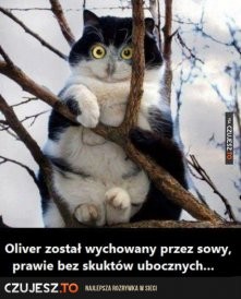 haha wychowały go sowy