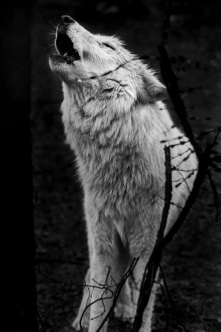 wilk