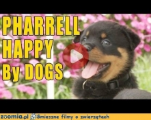 The Happy song - Pharrell - psia edycja Śmieszne Flimy Psy Zoomia.pl