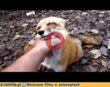 Słodki jak lis Śmieszne Flimy Inne Zoomia.pl