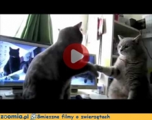 Koci łapki Śmieszne Filmy Koty Zoomia.pl