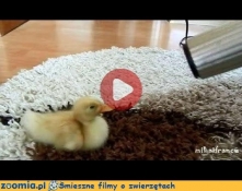 Słodkie kaczątko Śmieszne Filmy Inne Zoomia.pl