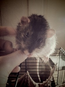 omnomnom