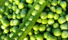 maseczka z zielonego groszk...