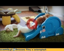 Zjeżdżalnia słoń dla dzieci zamieniła się w plac zabaw dla trzech uroczych kociaków. Doskonale opanowały sztukę zjeżdżania i wchodzenia.  Zoomia.pl