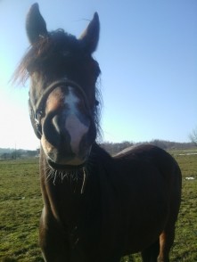 sesja zdj z koniem!!