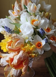 wiosenny bukiet ślubny / tulipany papuzie, żonkile, narcyze i szafirki/