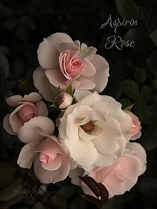 "Aspirin Rose"