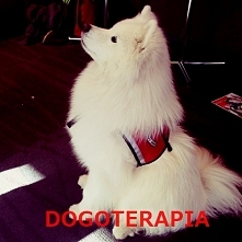 Zapraszamy na kurs DOGOTERAPII  W placówce szkoleniowej ,, GREEN WAY''