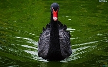 Czarny łabędź.
