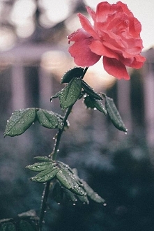 rose.
