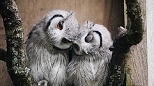 sówki <3
