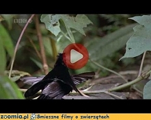 Tańczący cudowronek Śmieszne Filmy Inne zwierzęta - Zoomia