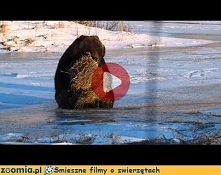 Miś i bela słomy Śmieszne Filmy Inne zwierzęta - Zoomia