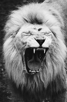 Arrr jaki fajny lew ❤