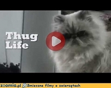 Koci Thug Life Śmieszne Filmy Koty - Zoomia