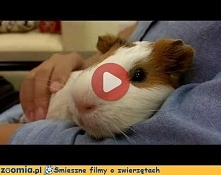 Relaks świnki morskiej Śmieszne Filmy Inne zwierzęta - Zoomia