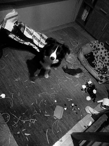 puszek, dobrze mieć psa...